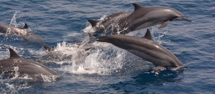 Dolphin watching